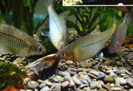 宝威娱乐平台 -N亾A癜7儻pU鲏H鹻y锃=p憝_谬?珩鰳矲NWd娺艑8D+骴拵?????yLeW???.堻:的简单介绍